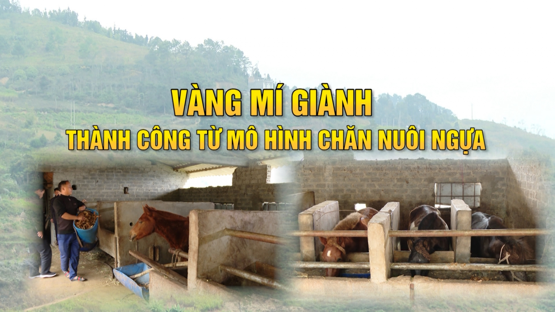 Vàng Mí Giành - Thành công từ mô hình chăn nuôi ngựa - Ngày 18/01/2024