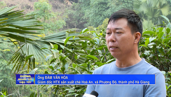 Hợp tác xã chè Hòa An mô hình tiêu biểu về phát triển chè Shan tuyết - Ngày 11/01/2024