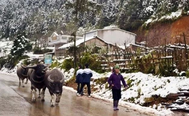 Thủ tướng chỉ đạo chủ động phòng, chống rét đậm, rét hại kéo dài