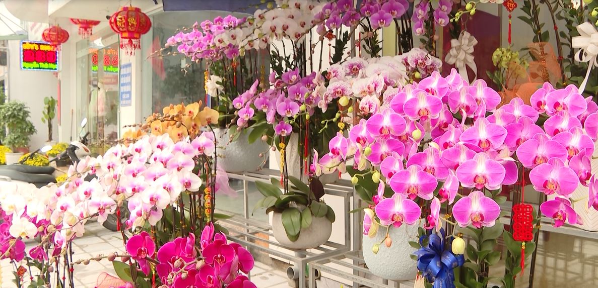 Khởi nghiệp từ kinh doanh hoa, cây cảnh trong dịp Tết