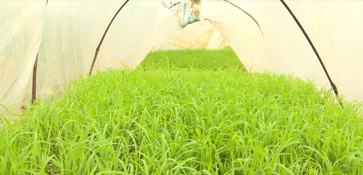 Bảo vệ cây trồng khi nhiệt độ xuống thấp