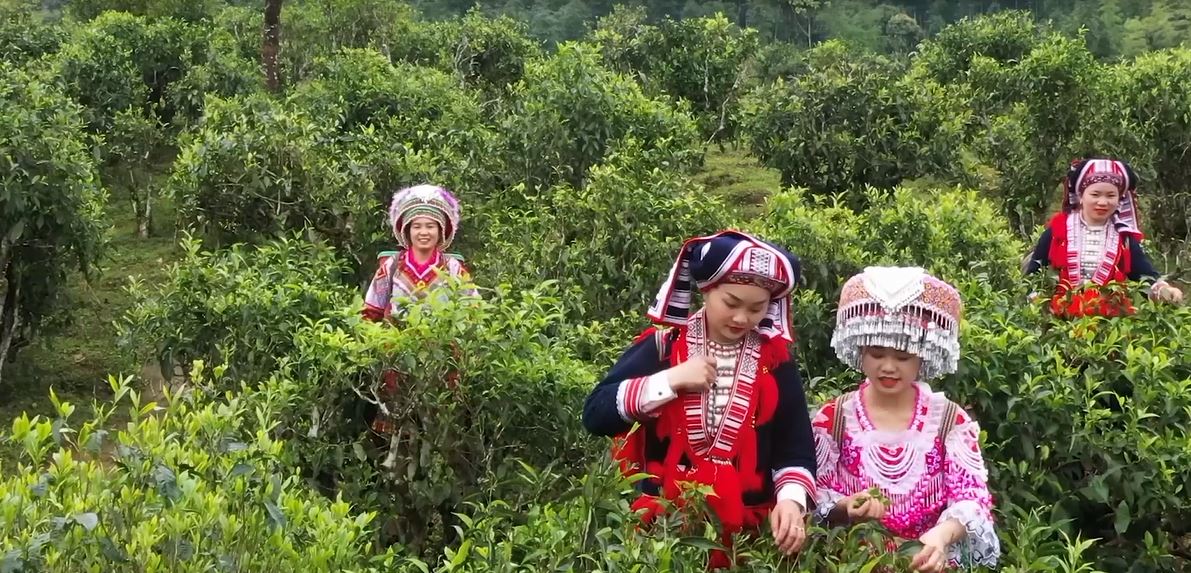 Nâng tầm thương hiệu chè từ bản sắc của địa phương