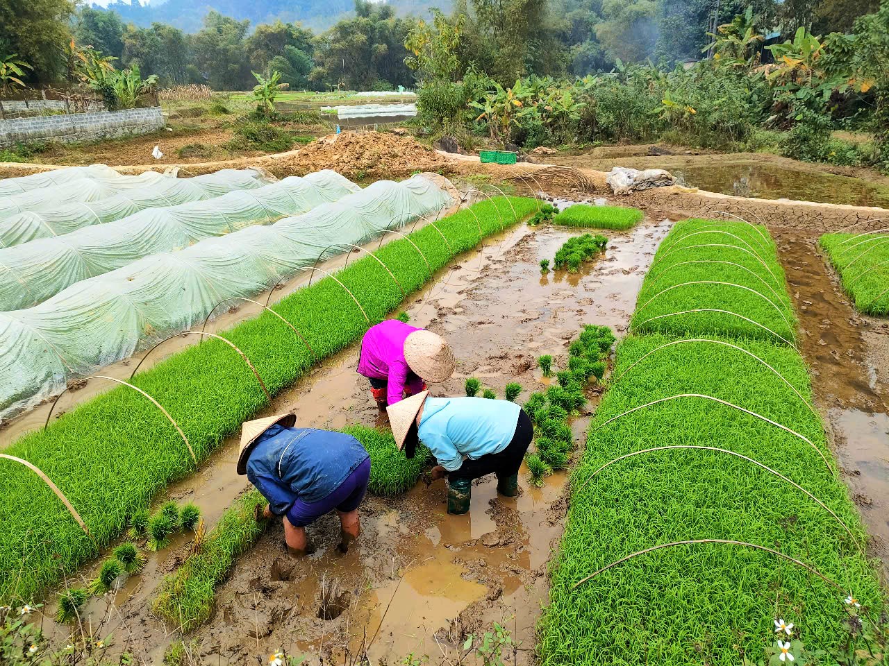 Thành phố Hà Giang: Tập trung đẩy nhanh tiến độ gieo cấy lúa Xuân 2025