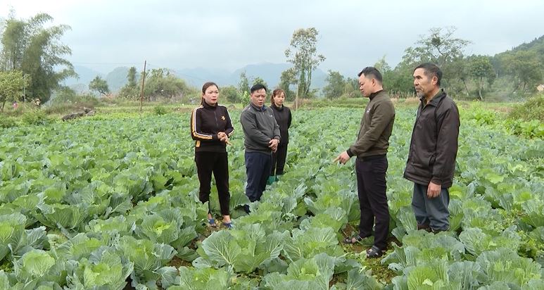 Liên kết nông dân- Doanh nghiệp chìa khóa mở ra phát triển bền vững