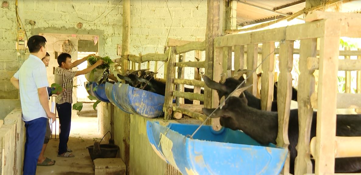 Yên Minh đẩy mạnh chăn nuôi gắn với phát triển hàng hóa