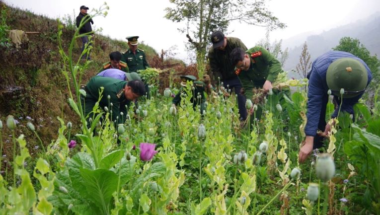 Đồn Biên phòng Cửa khẩu Quốc tế Thanh Thuỷ bắt quả tang đối tượng trồng 1.000 cây thuốc phiện