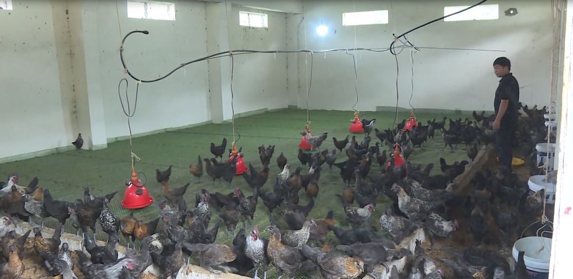 Tỷ trọng chăn nuôi huyện Vị Xuyên đạt 43%