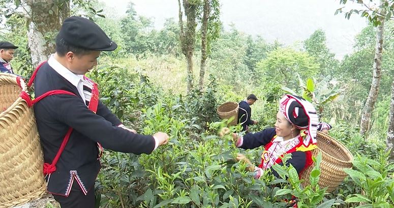Rộn ràng Hội thi hái chè xã Xuân Minh lần thứ 3 năm 2025