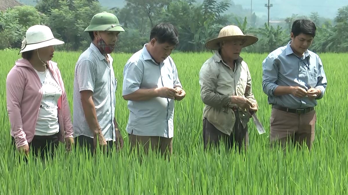 Tập trung phòng trừ sâu bệnh hại cây trồng vụ xuân