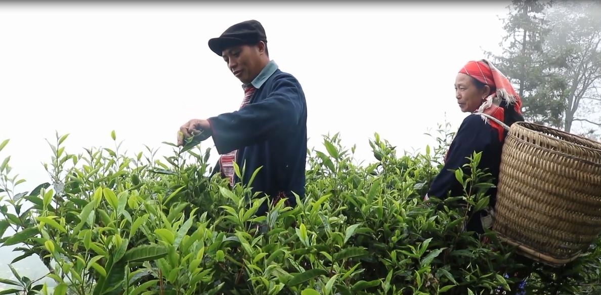 Giá chè búp tăng cao, người dân Hoàng Su Phì phấn khởi