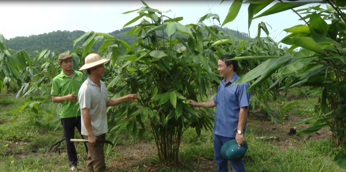Bắc Quang: Hiệu quả trồng cây giang ở xã Đồng Tâm