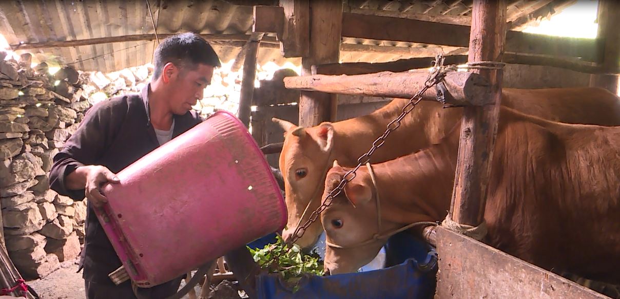 Hiệu quả mô hình giảm nghèo tại xã Cán Chu Phìn, huyện Mèo Vạc