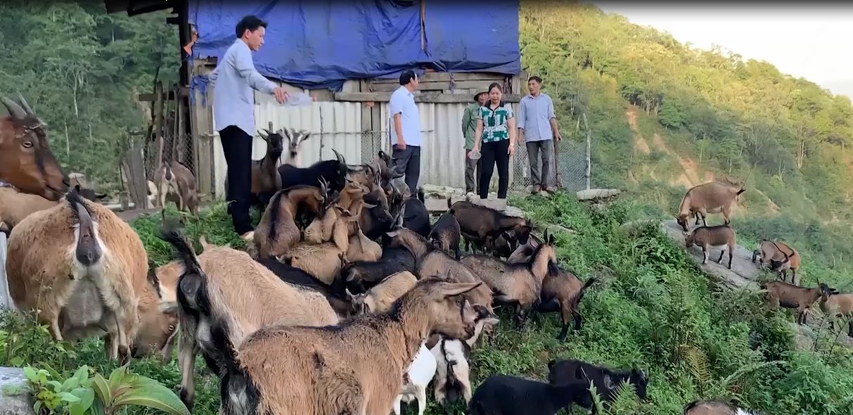 Hoàng Su Phì liên kết nuôi dê theo chuỗi giá trị