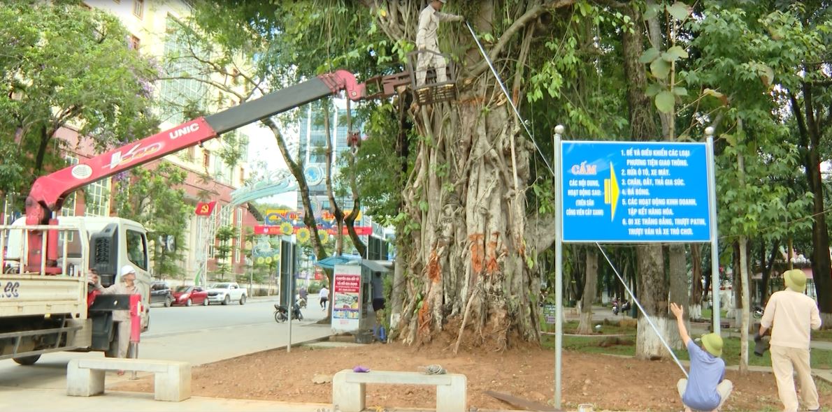Tập trung chăm sóc, phục hồi cây đa cổ thụ