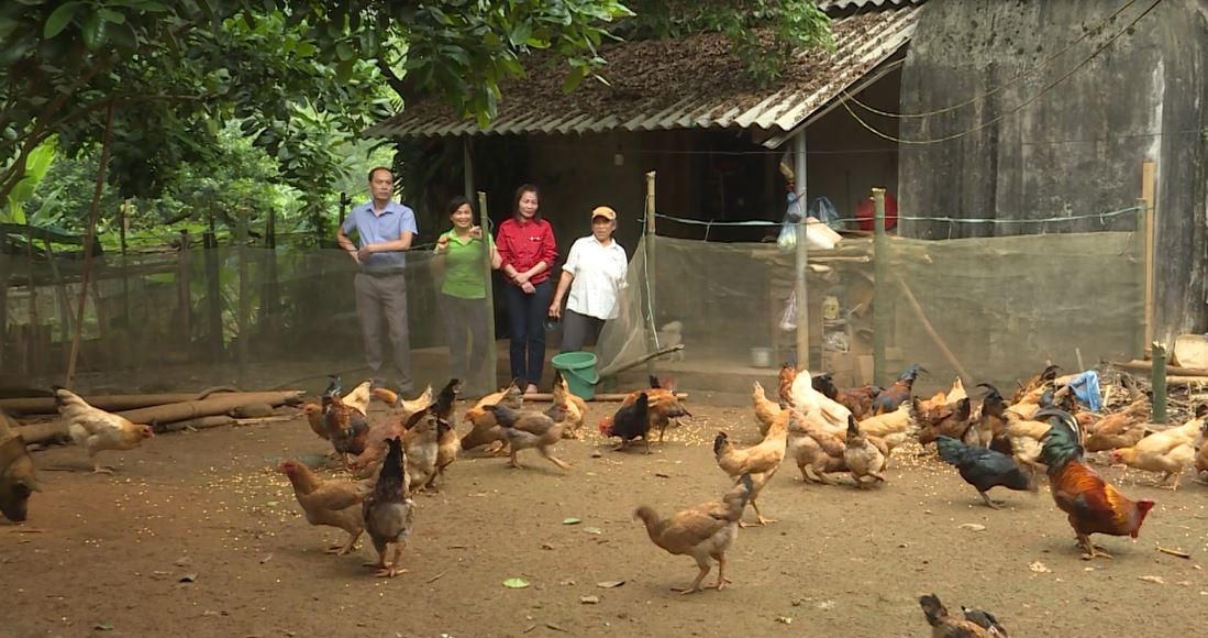 Cải tạo vườn tạp – Nhìn từ thực tế triển khai
