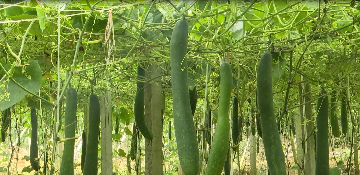Vị Xuyên: Hiệu quả từ mô hình trồng cây bí xanh