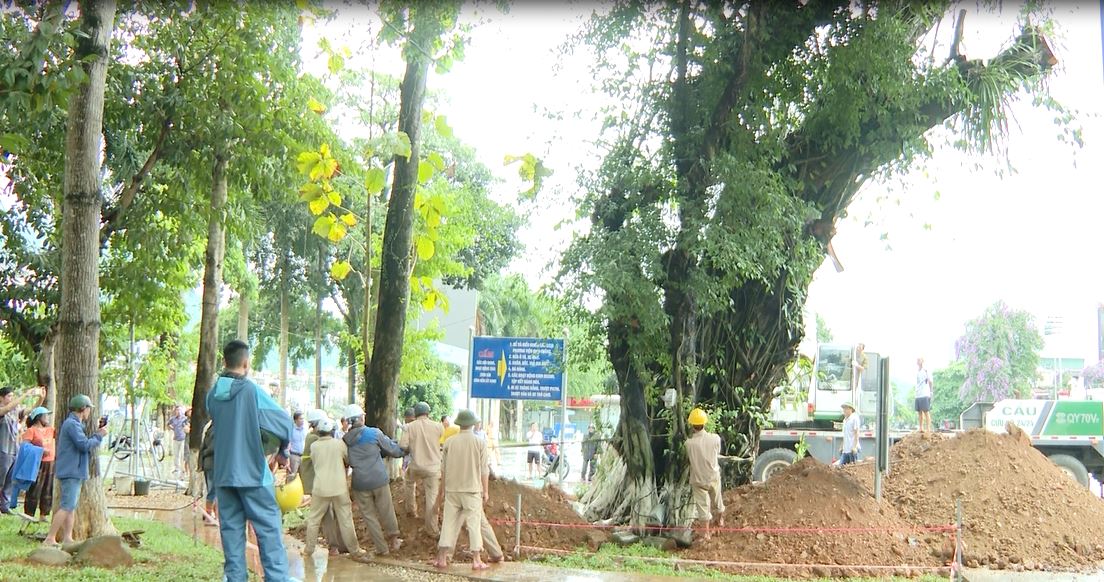 Hồi sinh cây đa cổ thụ tại Thành phố Hà Giang