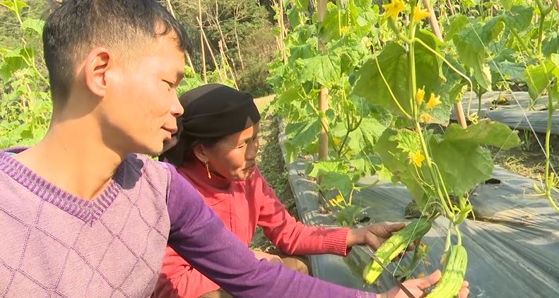 Bắc Mê: Xã Minh Sơn thu hoạch dưa chuột liên kết