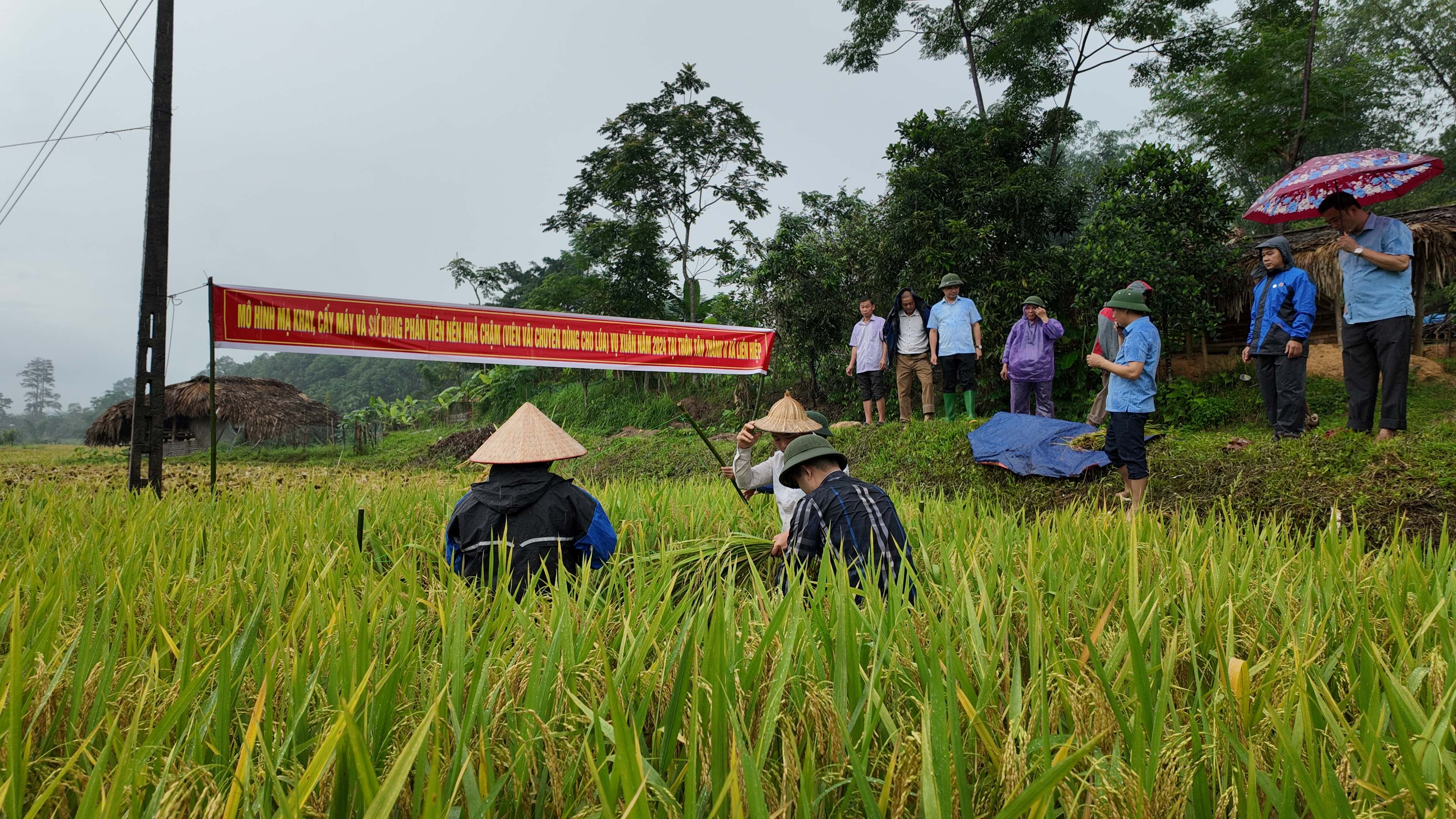 Bắc Quang sơ kết mô hình mạ khay, cấy máy và sử dụng Phân viên nén nhả chậm vụ xuân năm 2024