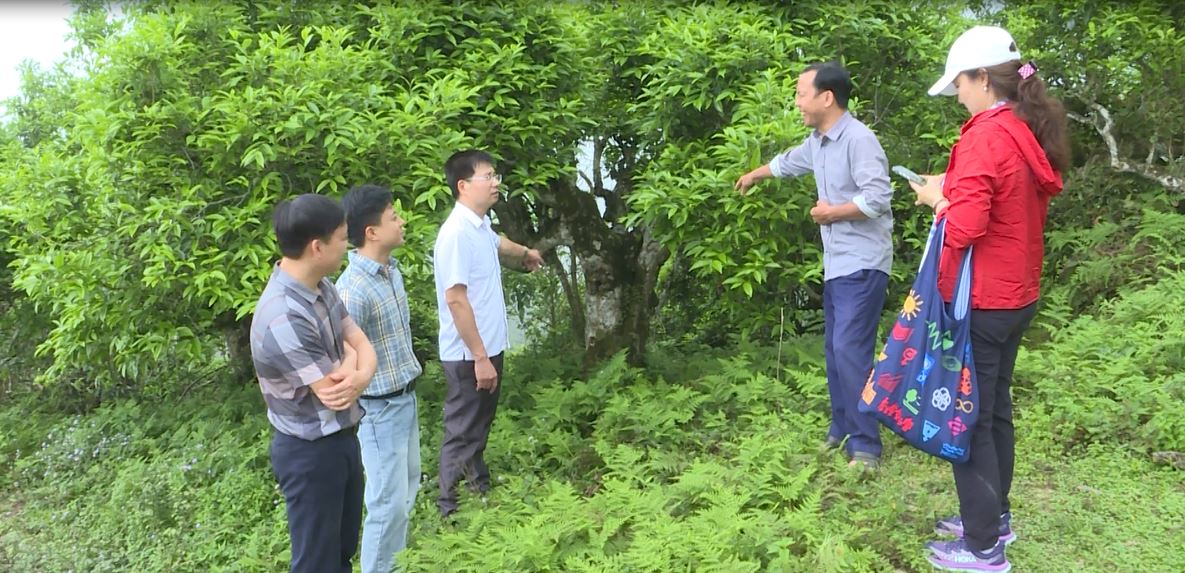 Khảo sát thực hiện Dự án bảo tồn quần thể di sản chè shan tuyết xã Cao Bồ (Vị Xuyên)