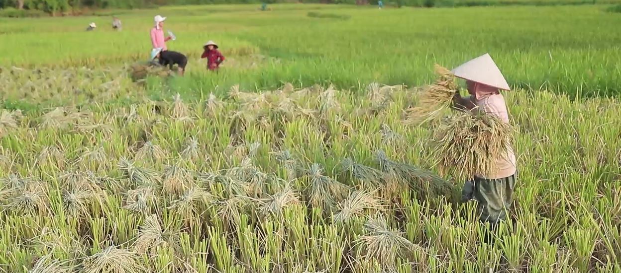 Nông dân Bắc Quang hối hả thu hoạch lúa Xuân năm 2025