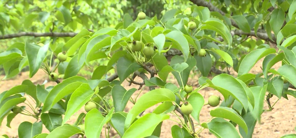 Yên Minh: Hiệu quả chuyển đổi diện tích trồng ngô kém hiệu quả