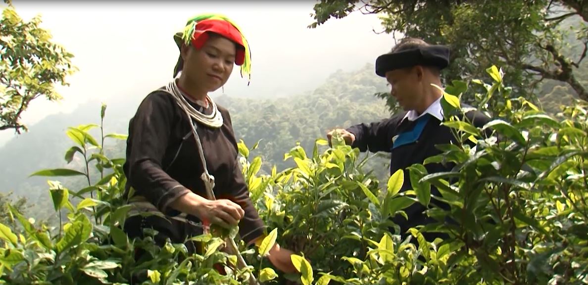 Tiềm năng phát triển vùng chè Shan Tuyết di sản ở xã Cao Bồ