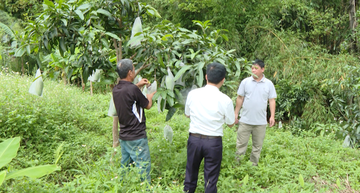 Nông dân Nguyễn Quốc Hiệu cải tạo vườn tạp vươn lên làm giàu - Ngày 20/6/2024
