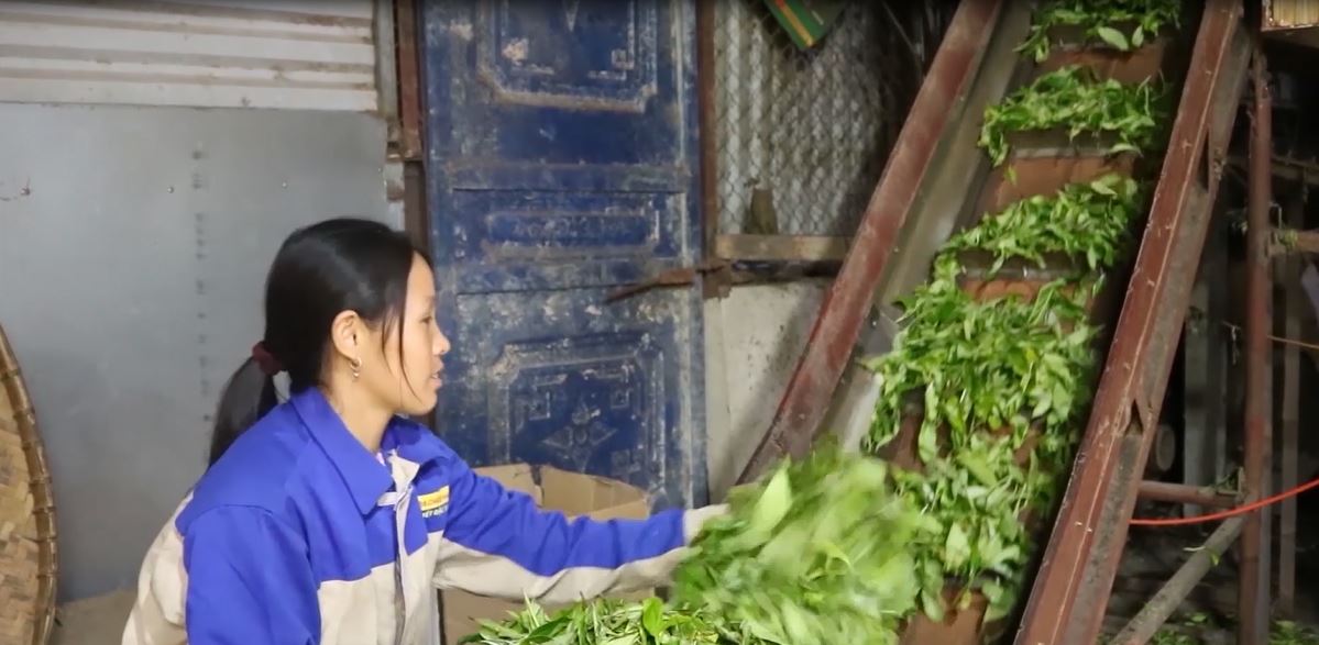 Sản phẩm chè shan tuyết và cơ hội phát triển từ Nghị quyết 57