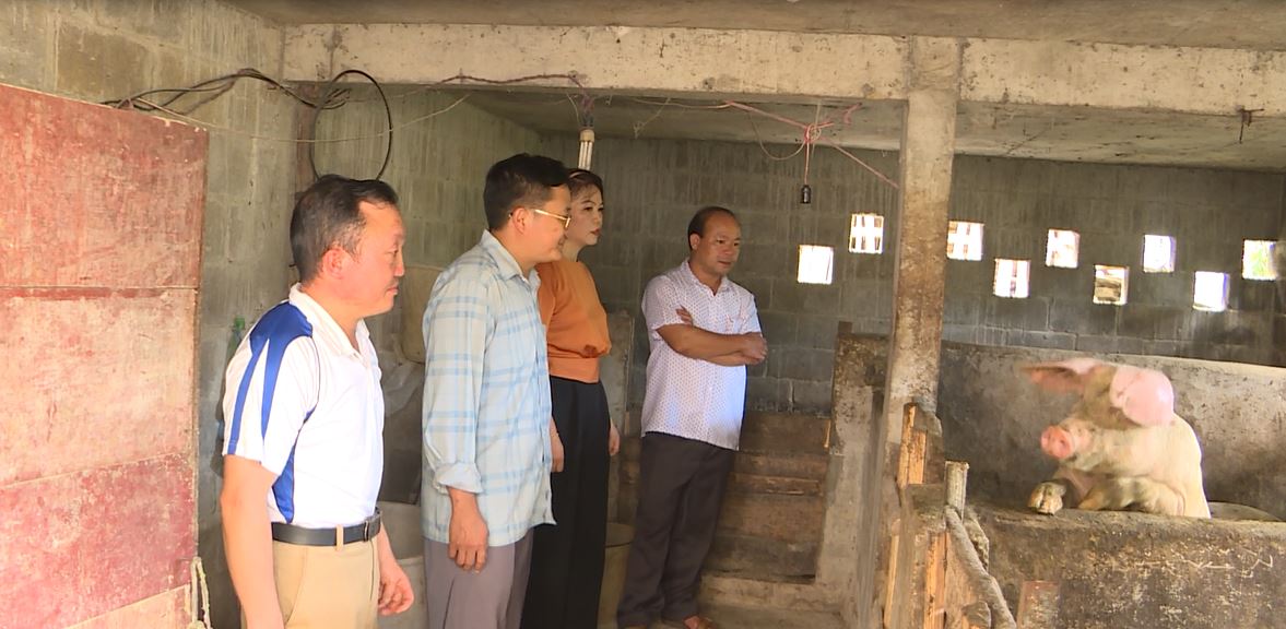 Dịch Tả lợn châu Phi bùng phát gây khó khăn khi triển khai 3 chương trình MTQG