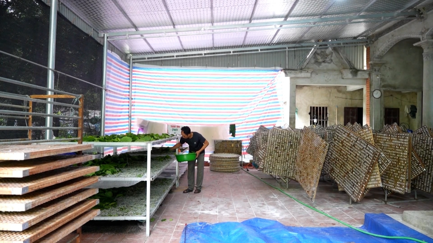 (TTV) Hướng đi mới từ nghề trồng dâu nuôi tằm
