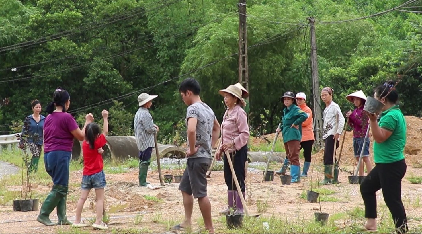 Hội Nông dân huyện Quang Bình tổ chức trồng hoa gần 500 cây hoa Tường vi