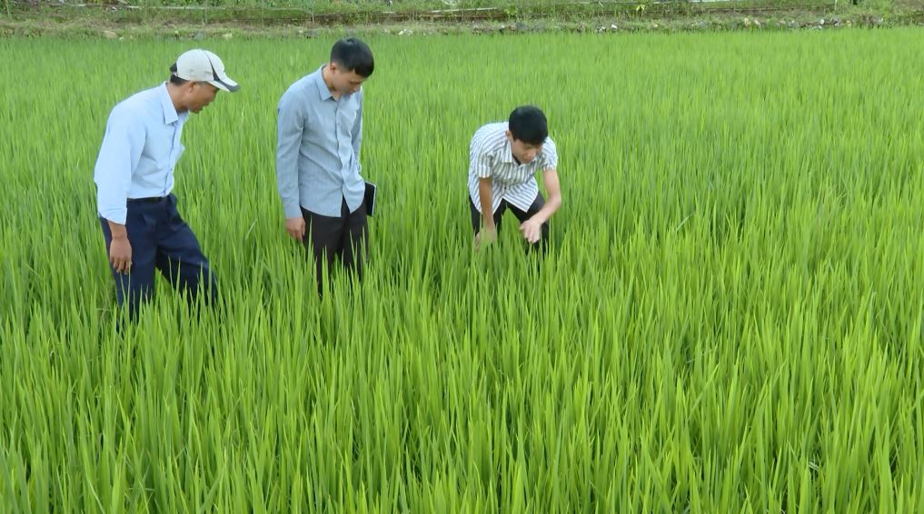 Chủ động, tăng cường phòng chống dịch bệnh hại Lúa mùa