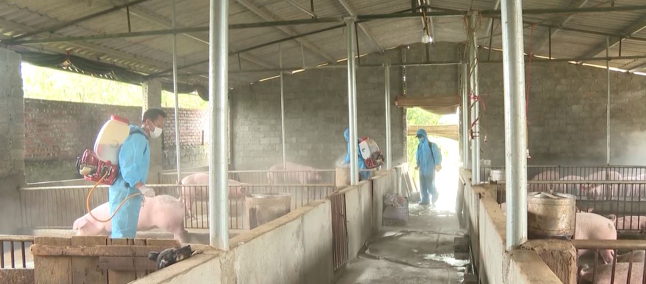 Vị Xuyên tăng cường biện pháp phòng, chống dịch tả lợn châu Phi