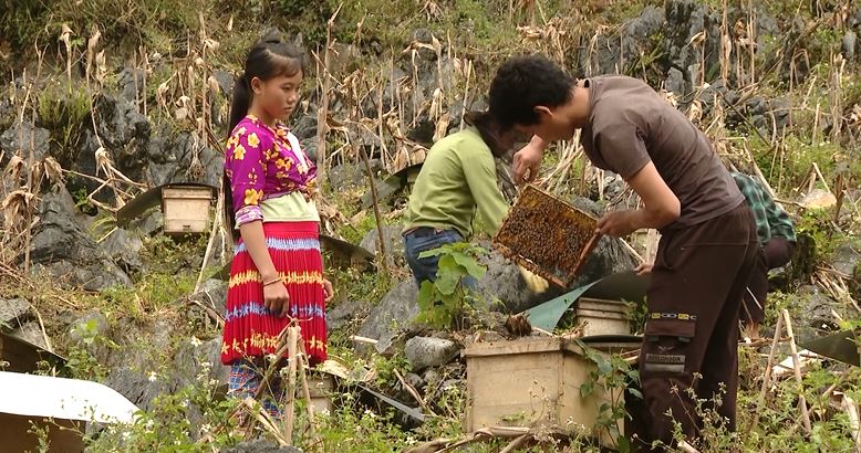 Mật ong bạc hà cao nguyên đá vào vụ