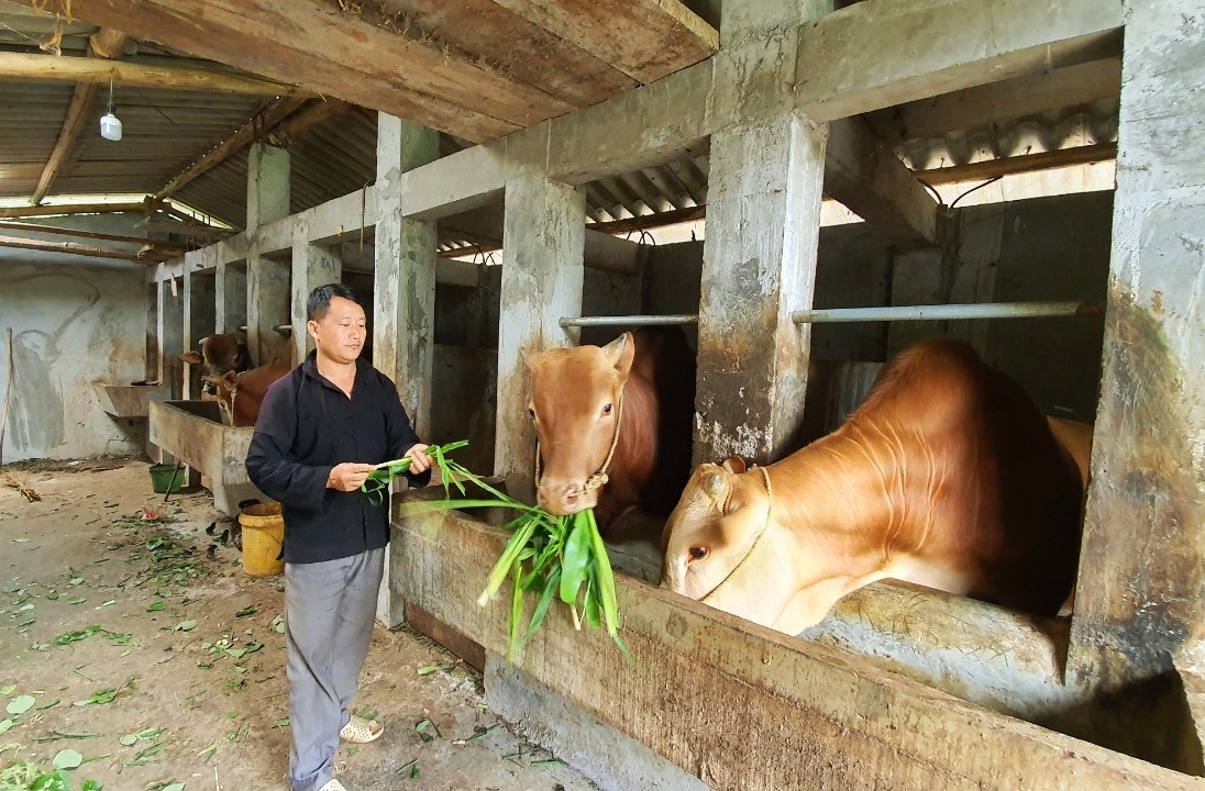 Mèo Vạc: Phát triển đàn trâu, bò vượt 102% so với cùng kỳ