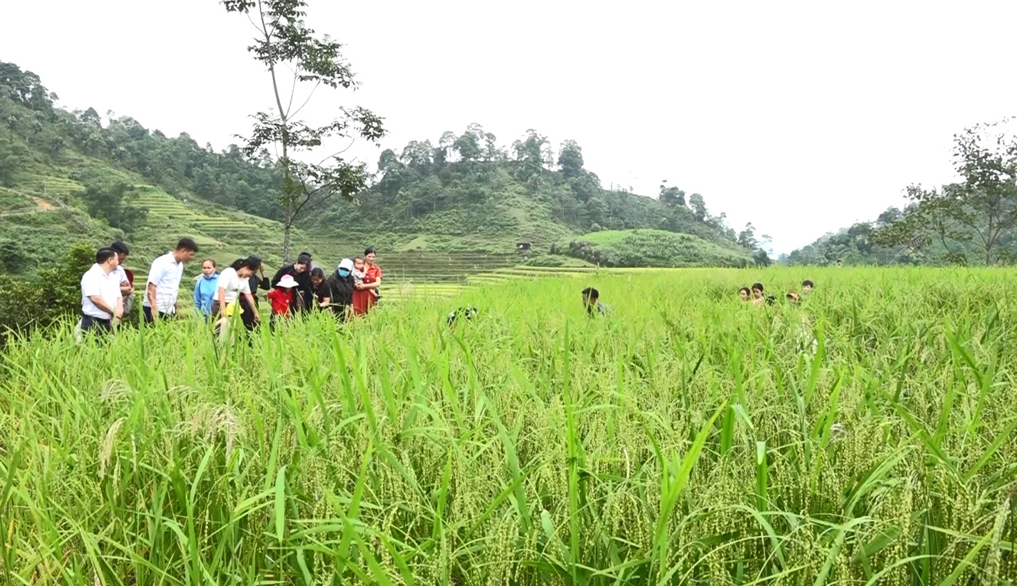 Thu sang thơm nồng “Hương cốm Nà Chì”