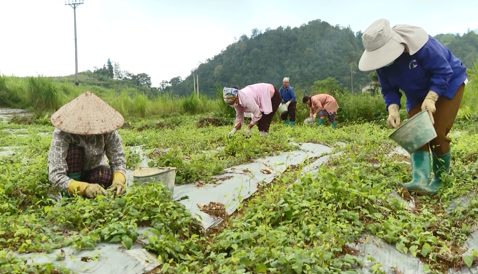 Thành công bước đầu của dự án trồng cây sâm dây Ngọc Linh