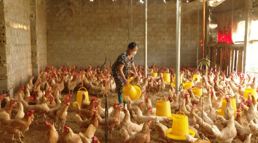 Hà Giang chủ động phát triển đàn gia cầm phục vụ Tết Nguyên đán