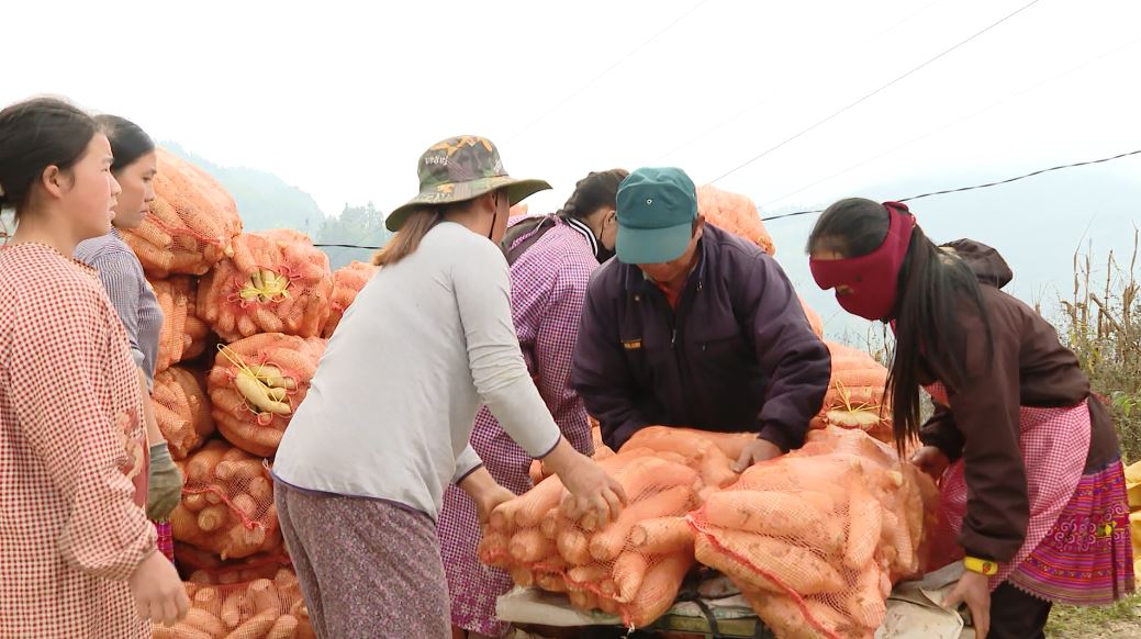 Xã biên giới Xín Mần vào vụ thu hoạch củ cải