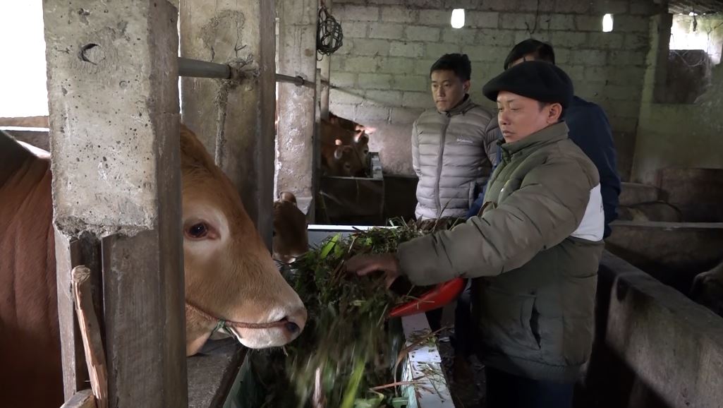 Đồng Văn chủ động phòng chống đói rét cho đàn gia súc