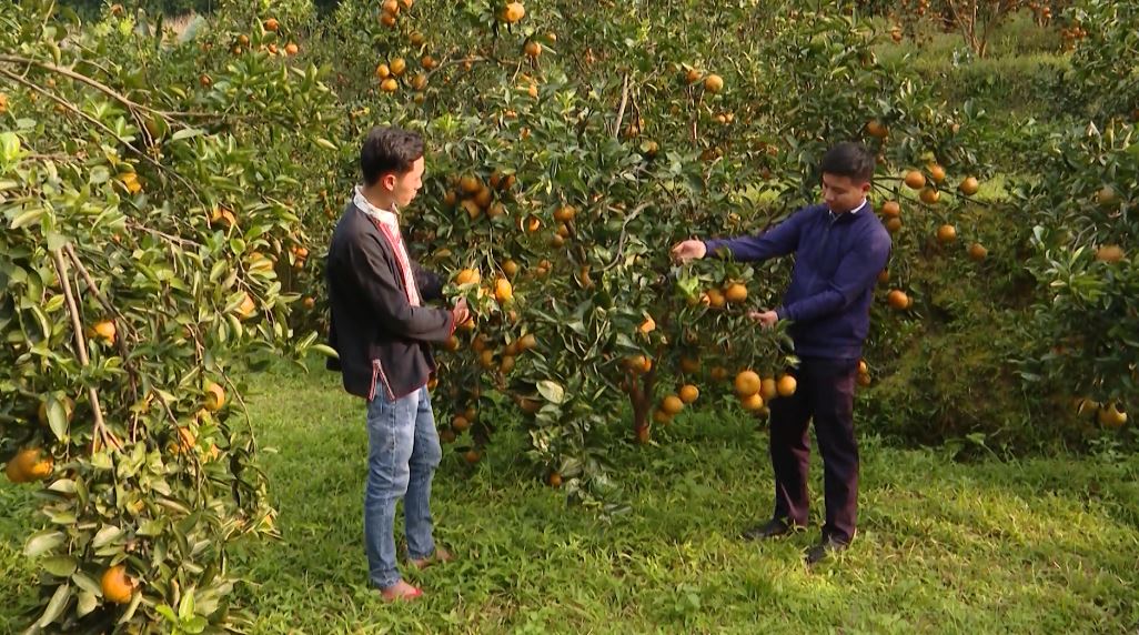 Chú trọng phát triển chỉ dẫn địa lý nhãn hiệu tập thể