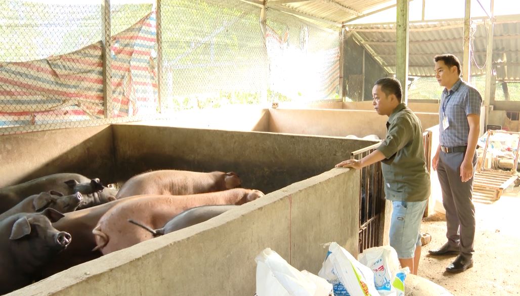 Bắc Mê tăng cường phòng, chống dịch bệnh cho đàn lợn
