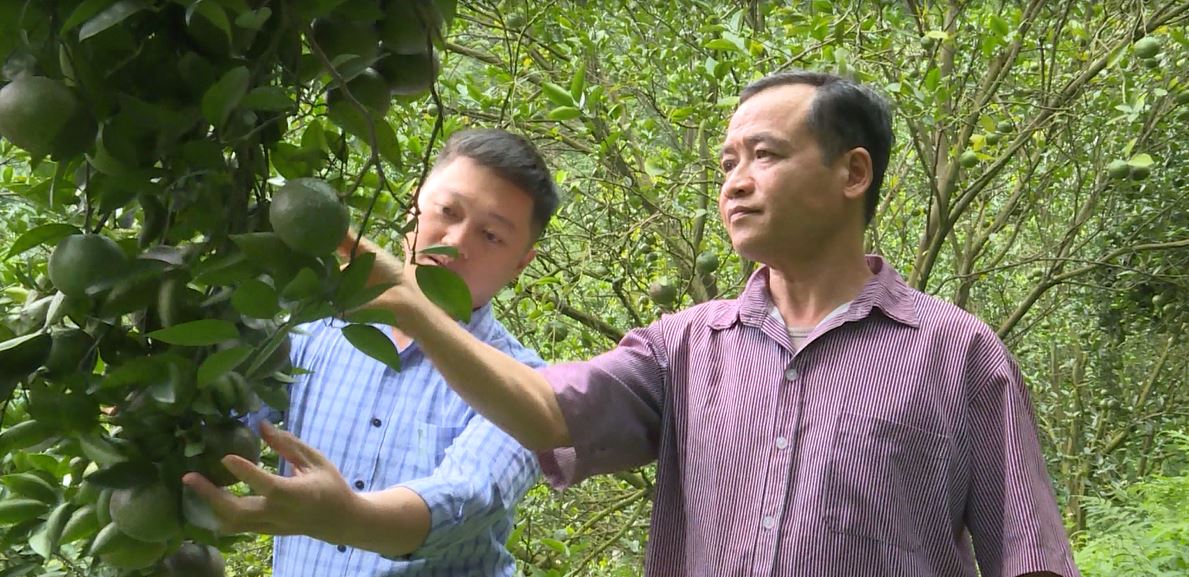 Bắc Quang triển khai hiệu quả đề án phát triển bền vững cây cam