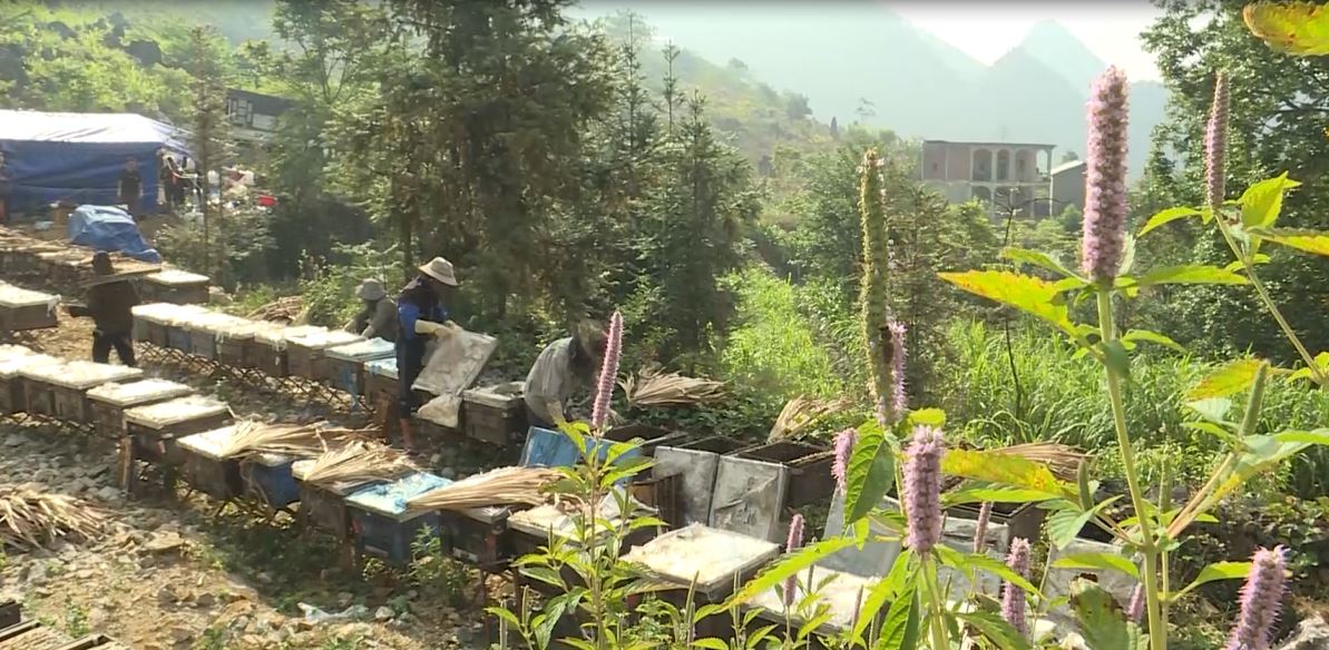 Mùa mật ngọt trên cao nguyên đá