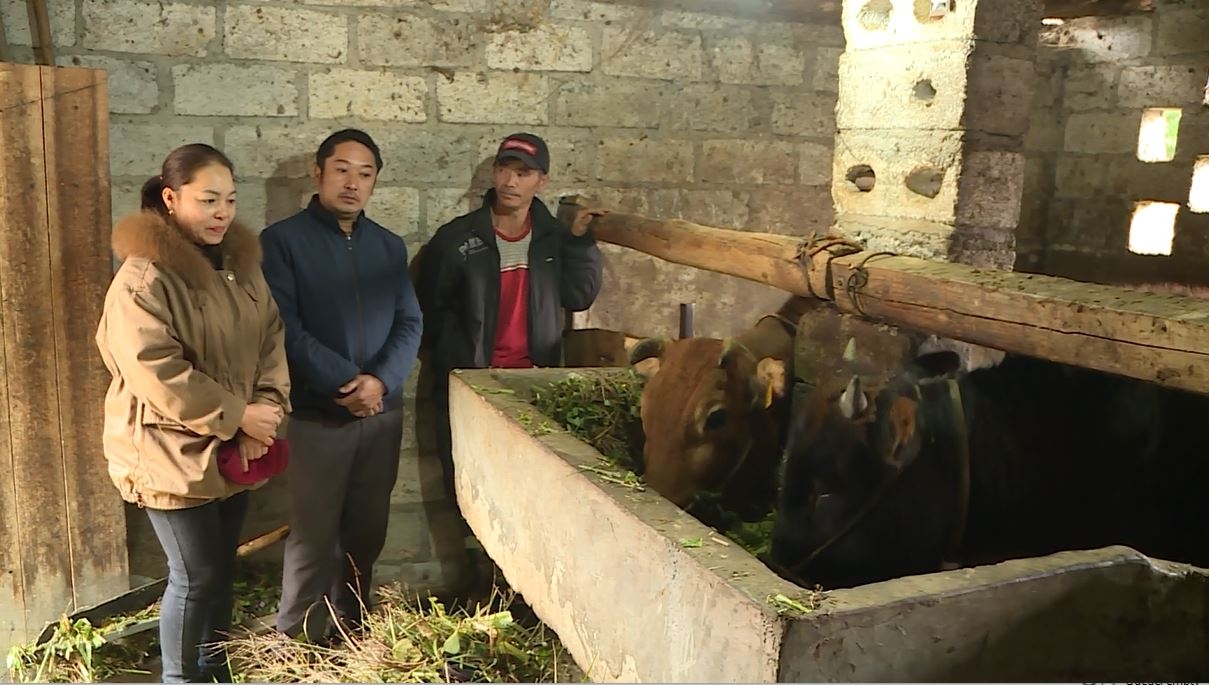 Phố Bảng không để gia súc bị chết do đói rét