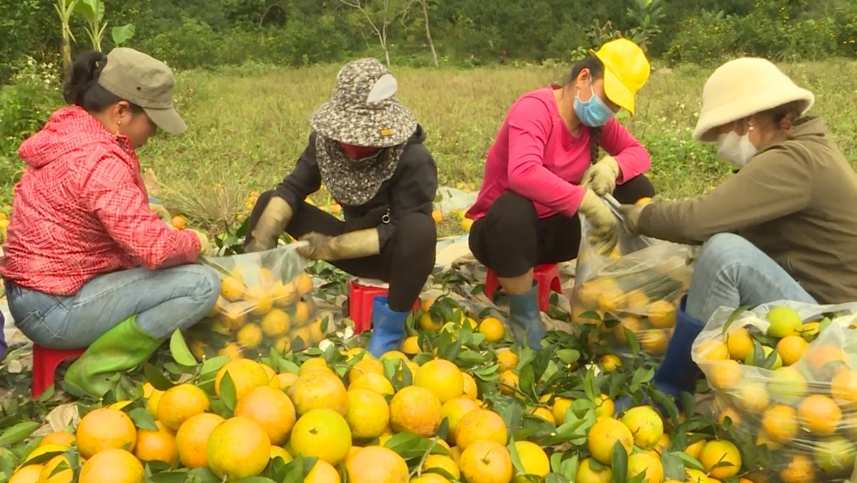 Kết nối số - Động lực quảng bá, tiêu thụ sản phẩm cam Hà Giang