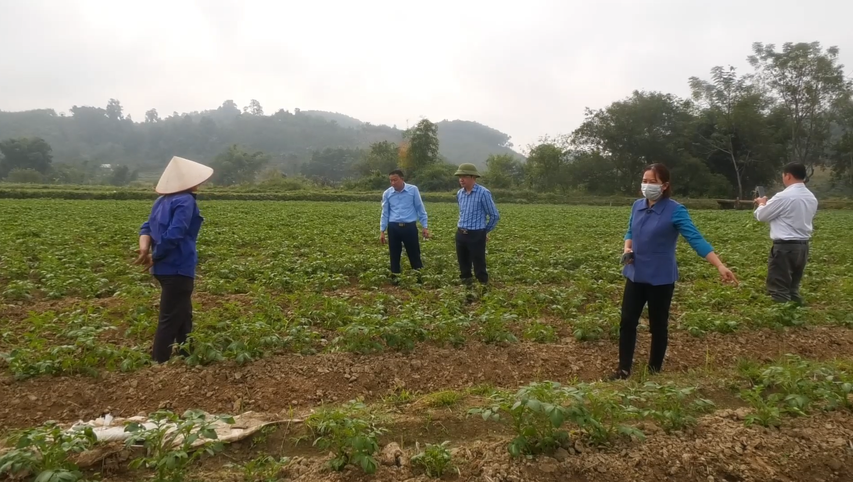Quang Bình: Tập trung chăm sóc cây khoai tây vụ Đông