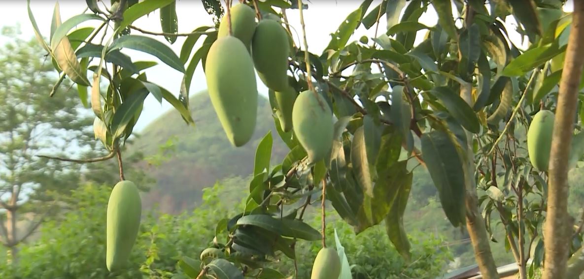 Yên Minh phát triển nông sản đặc trưng gắn với du lịch