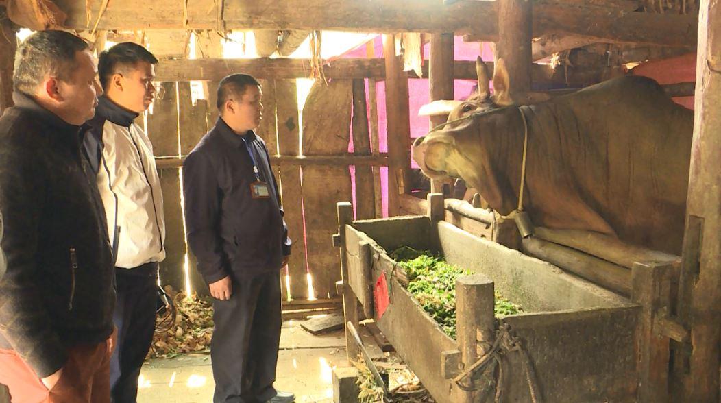 Đồng Văn đẩy mạnh chăn nuôi theo lời dạy của Bác